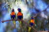 Australien 01 1995