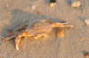BRD 09 2008