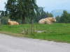 �sterreich 09 2009